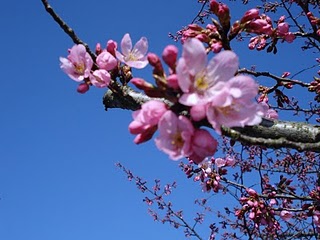 cherry blossoms